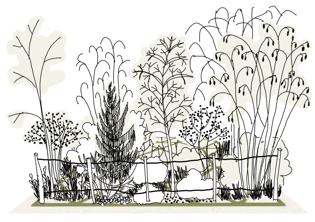Illustratsioon "Rohelapp Miyawaki"