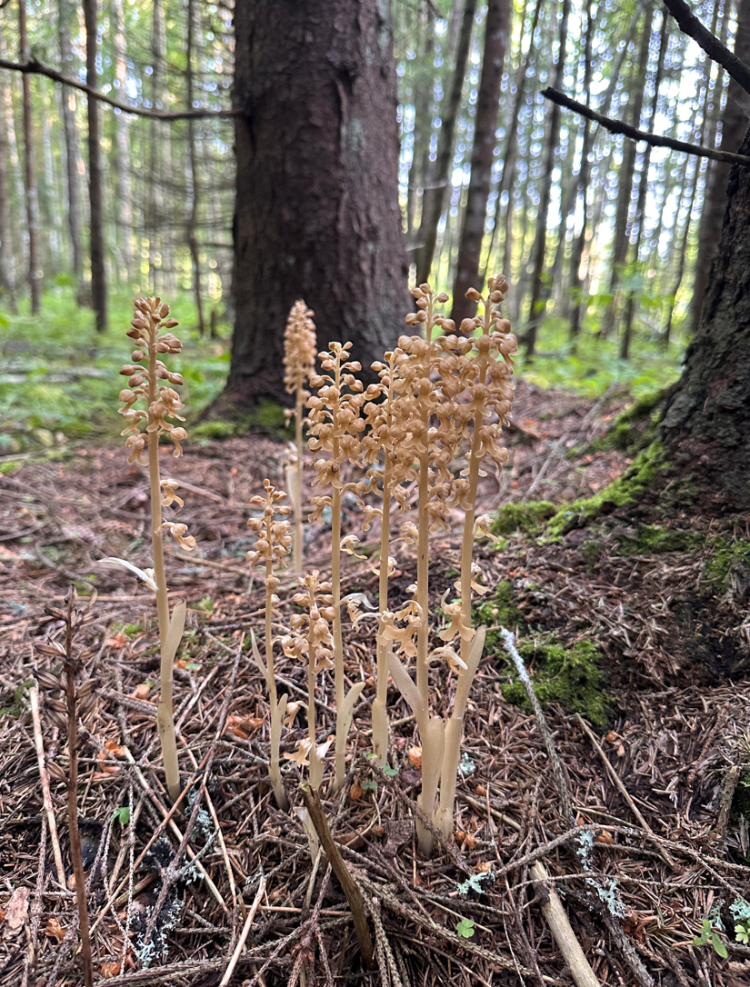 Pruunika pesajuure õisikud metsa all
